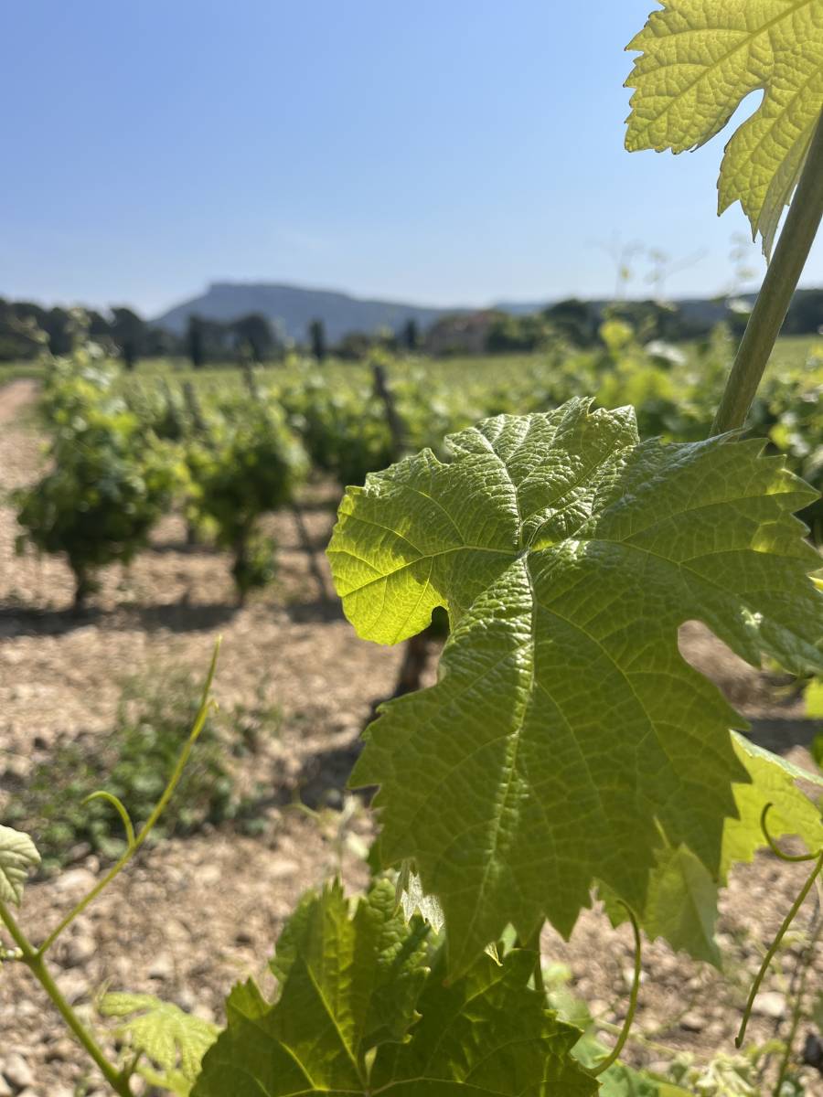 Pour découvrir l'oenotourisme lors de vos vacances en famille ou entres amis en Provence