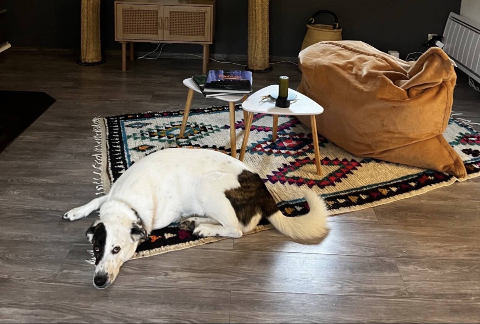 Voyager avec son animal dans une villa haut de gamme à Cassis, en toute sérénité