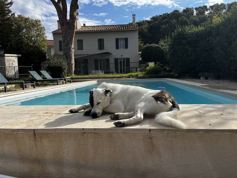 villas dogs friendly 