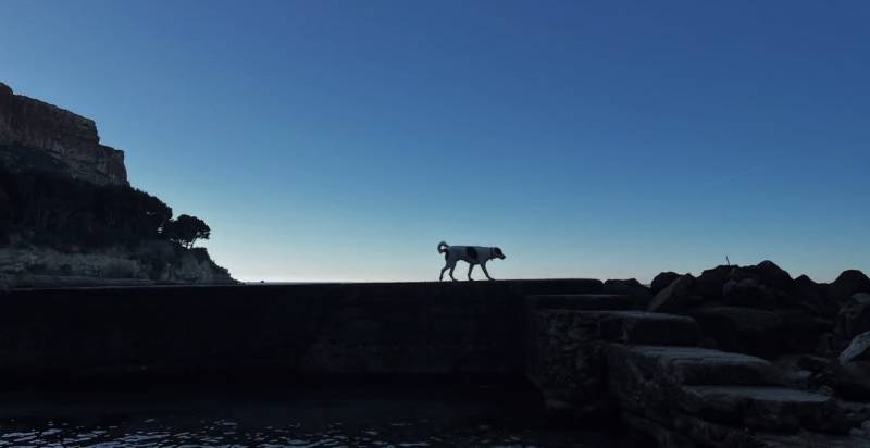 Voyager avec son animal dans une villa haut de gamme à Cassis, en toute sérénité